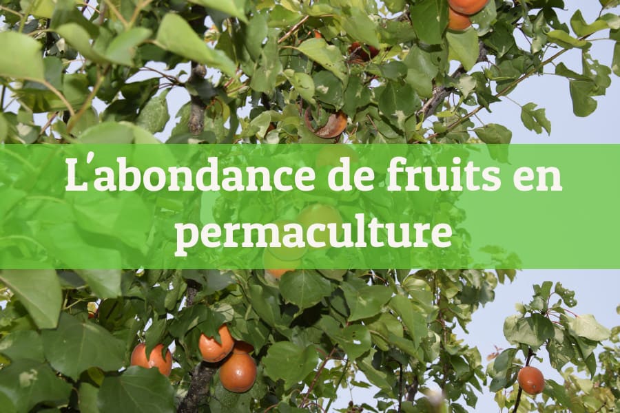 L'abondance des fruits dans la permaculture
